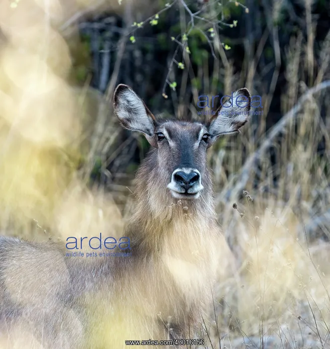 : Waterbuck female portrait : Waterbuck female portrait
