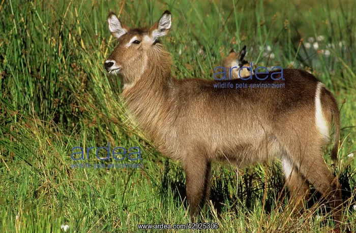 : WATERBUCK - female, sideview, standing in grass : WATERBUCK - female, sideview, standing in grass