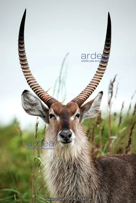 : Waterbuck (Kobus ellipsiprymnus), animal portrait : Waterbuck (Kobus ellipsiprymnus), animal portrait