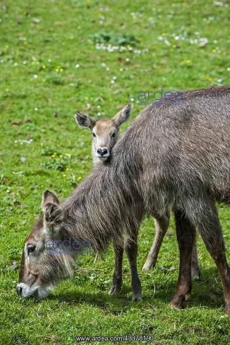 : Waterbuck (Kobus ellipsiprymnus) female with calf : Waterbuck (Kobus ellipsiprymnus) female with calf