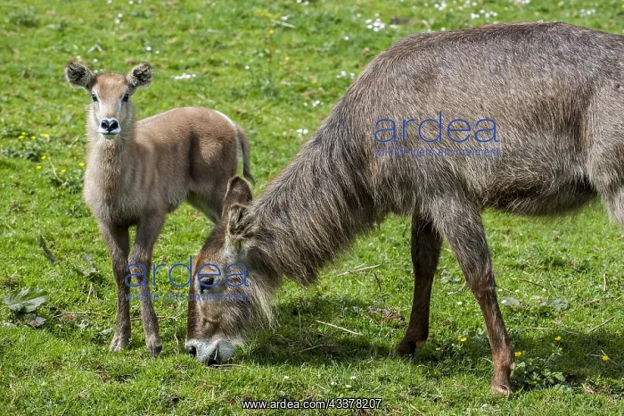 : Waterbuck (Kobus ellipsiprymnus) female with calf : Waterbuck (Kobus ellipsiprymnus) female with calf