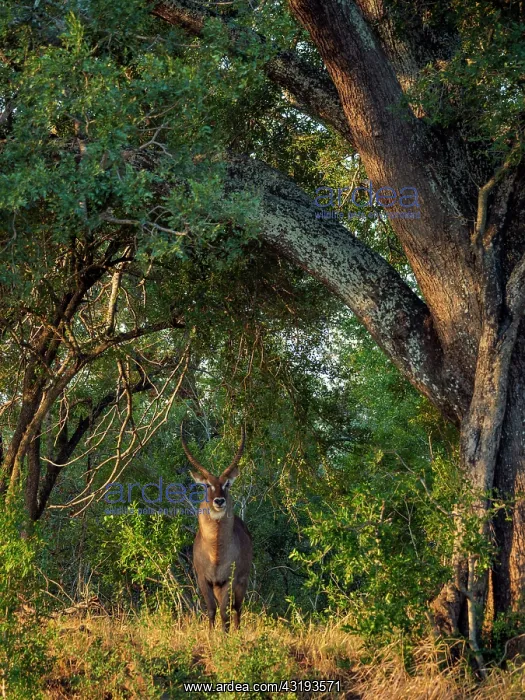 : Waterbuck (Kobus ellipsiprymnus) male in riverine : Waterbuck (Kobus ellipsiprymnus) male in riverine
