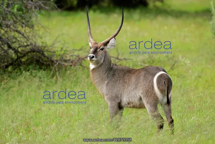 : Waterbuck - male individual in grass savannah : Waterbuck - male individual in grass savannah