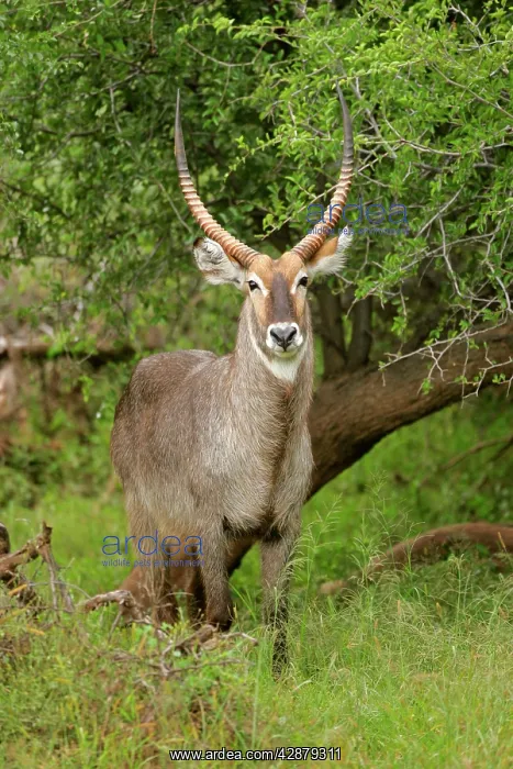 : Waterbuck - male individual standing in acacia grove : Waterbuck - male individual standing in acacia grove
