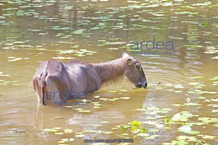 : Waterbuck - In pool : Waterbuck - In pool