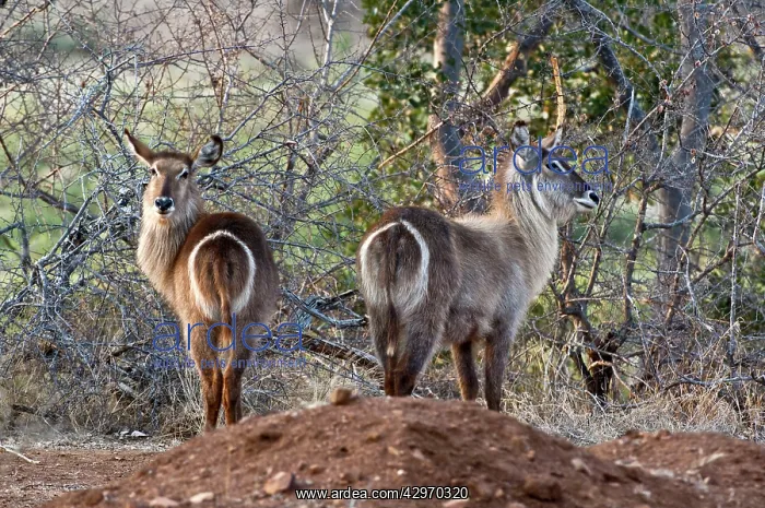 : Waterbuck - rear view of two animals : Waterbuck - rear view of two animals