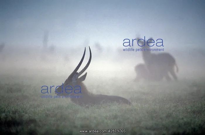 : Waterbuck - resting, with dawn mist : Waterbuck - resting, with dawn mist