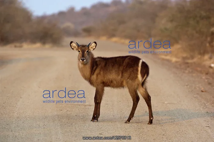 : Waterbuck - young male standing in road : Waterbuck - young male standing in road