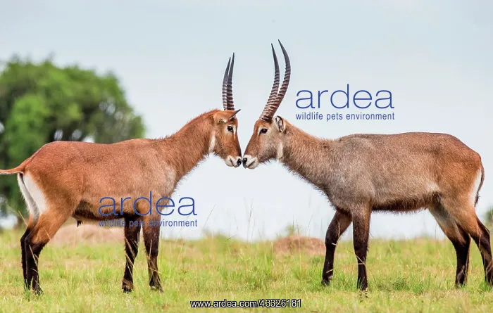 : Two Waterbucks (Kobus ellipsiprymnus) are standi : Two Waterbucks (Kobus ellipsiprymnus) are standi