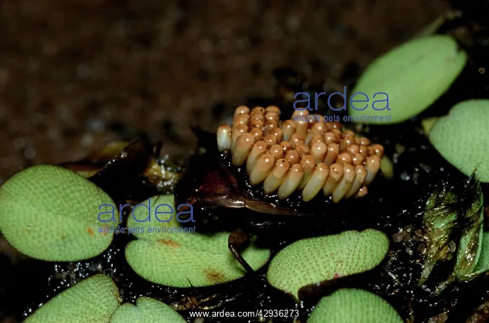 : Waterbug - male with eggs on its back : Waterbug - male with eggs on its back