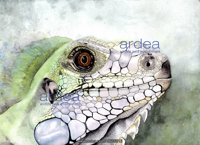 : Watercolour painting of a lizard in shades of green and : Watercolour painting of a lizard in shades of green and