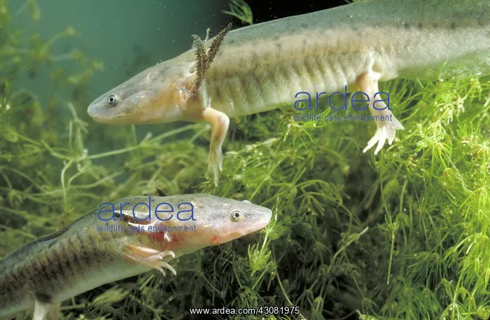 : Waterdogs; larval form of the Eastern Tiger Salamander (Ambystoma tigrinum) : Waterdogs; larval form of the Eastern Tiger Salamander (Ambystoma tigrinum)