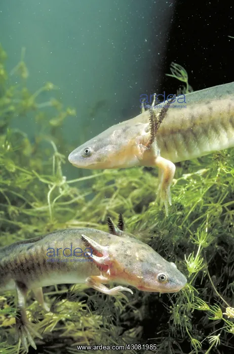 : Waterdogs; larval form of the Eastern Tiger Salamander (Ambystoma tigrinum) : Waterdogs; larval form of the Eastern Tiger Salamander (Ambystoma tigrinum)