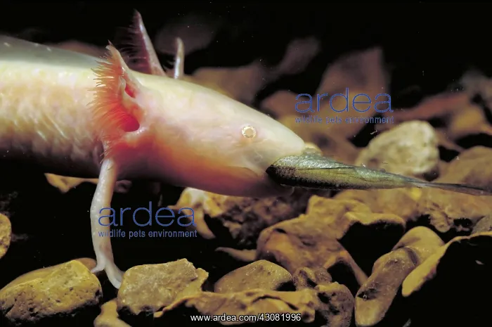 : Waterdogs; larval form of the Eastern Tiger Salamander (Ambystoma tigrinum) : Waterdogs; larval form of the Eastern Tiger Salamander (Ambystoma tigrinum)
