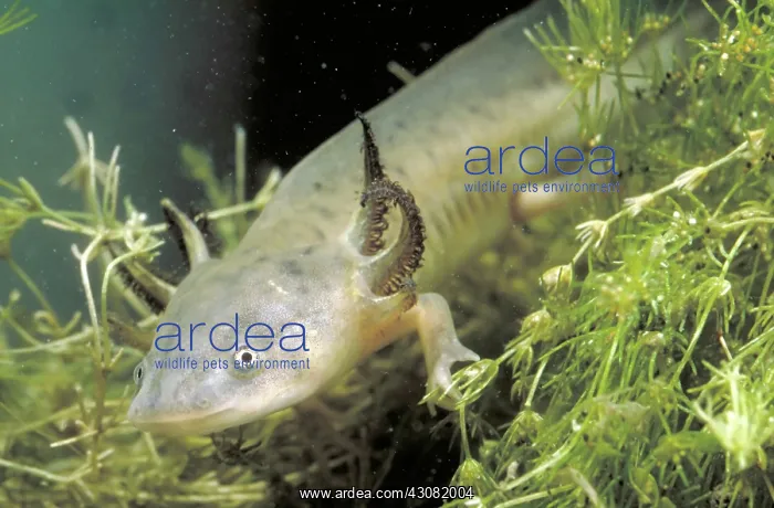 : Waterdogs; larval form of the Eastern Tiger Salamander (Ambystoma tigrinum) : Waterdogs; larval form of the Eastern Tiger Salamander (Ambystoma tigrinum)
