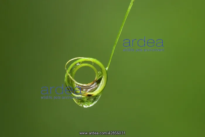 : Waterdrop - water caught on a rolled-up leaf of : Waterdrop - water caught on a rolled-up leaf of