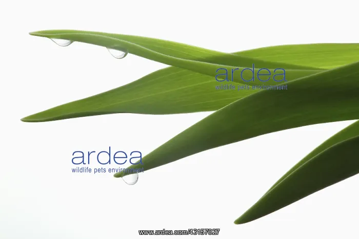 : Tulip. Waterdrops on the leaves of a Tulip (Tulipa sp) against a white background : Tulip. Waterdrops on the leaves of a Tulip (Tulipa sp) against a white background