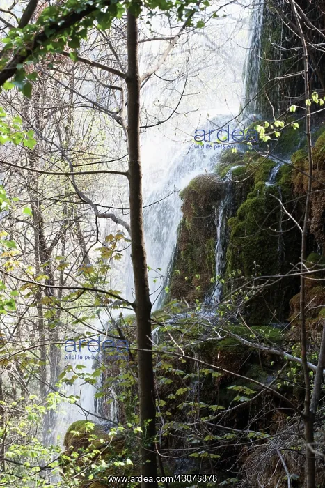 : Waterfall : Waterfall