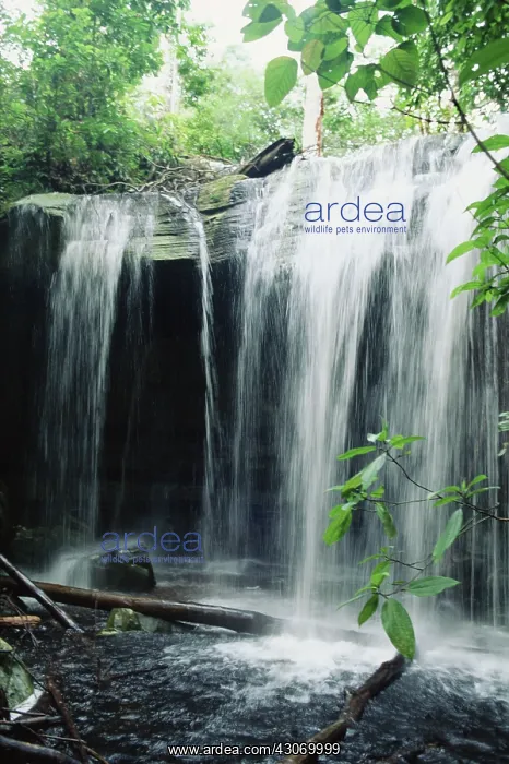 : Waterfall in the Amazon : Waterfall in the Amazon
