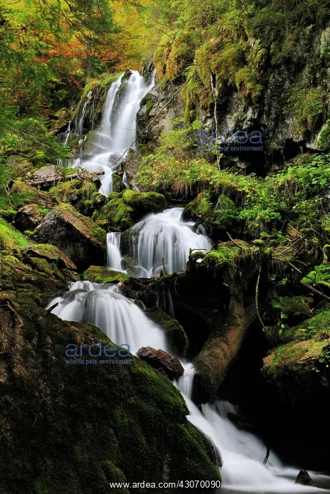: Waterfall in autumn forest : Waterfall in autumn forest