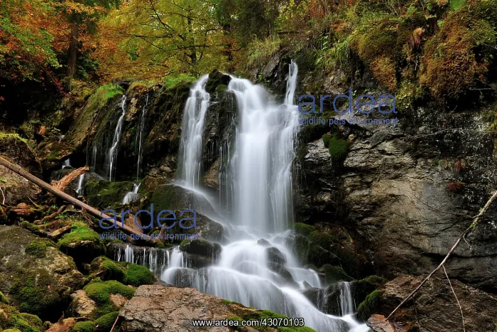 : Waterfall in autumn forest : Waterfall in autumn forest