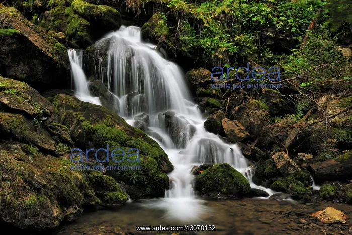 : Waterfall in autumn forest : Waterfall in autumn forest