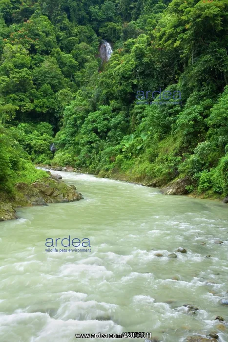: Waterfall and Bahorok river : Waterfall and Bahorok river