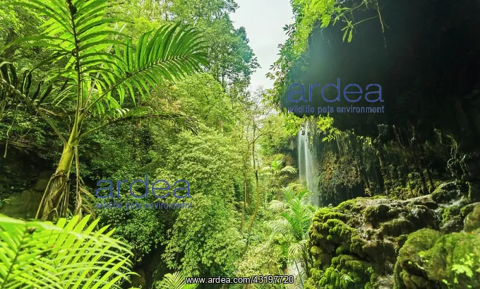 : Waterfall in canyon, jungle, Kalianyar, Sempol : Waterfall in canyon, jungle, Kalianyar, Sempol