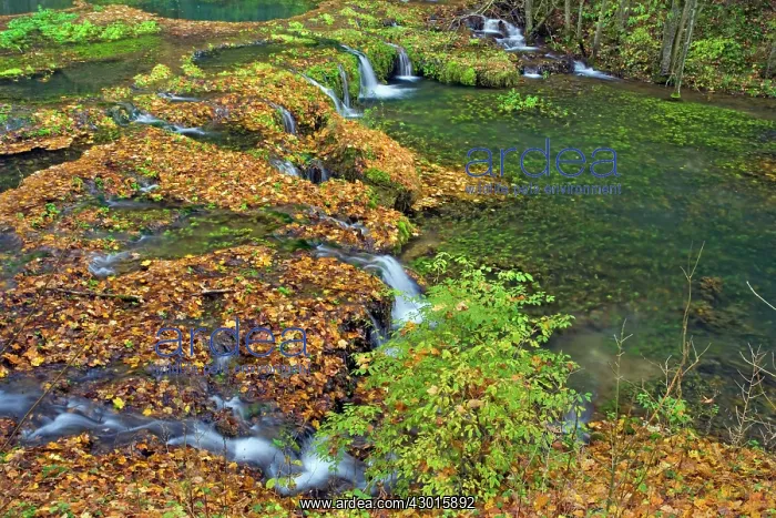 : Waterfall Cascades in forest : Waterfall Cascades in forest