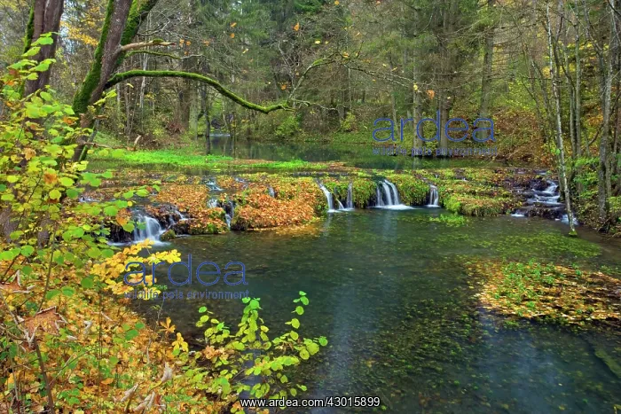 : Waterfall Cascades in forest : Waterfall Cascades in forest