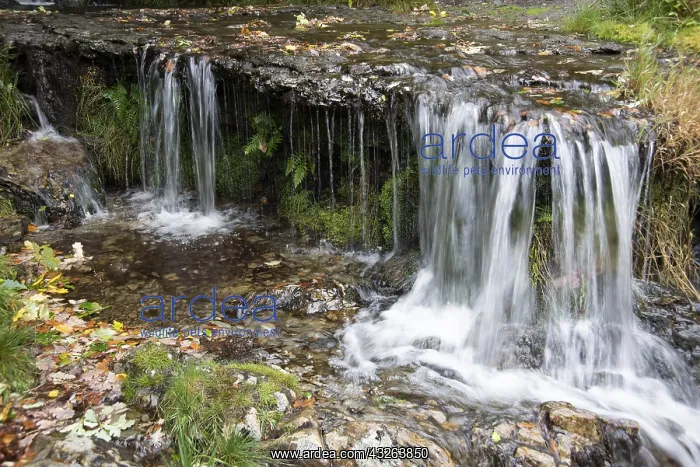 : Waterfall. Elan Vally, Mid Wales, autumn leaves : Waterfall. Elan Vally, Mid Wales, autumn leaves