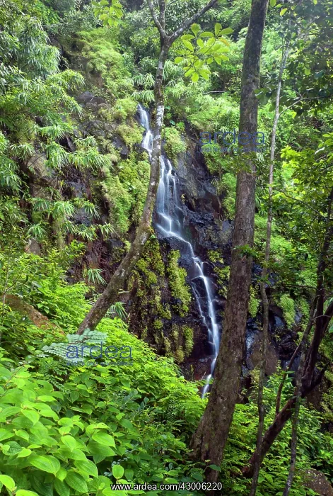 : A waterfall in Ferney Forest : A waterfall in Ferney Forest
