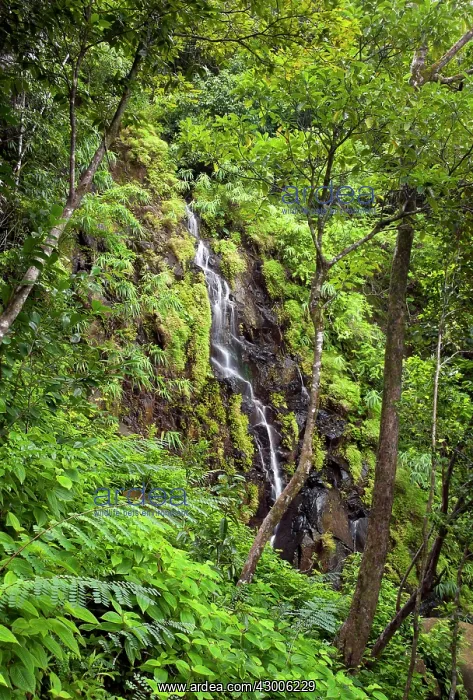 : A waterfall in Ferney Forest : A waterfall in Ferney Forest