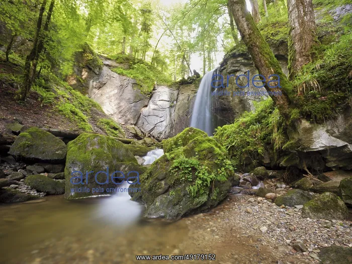 : Waterfall, Finstersee, Canton Zug, Switzerland : Waterfall, Finstersee, Canton Zug, Switzerland