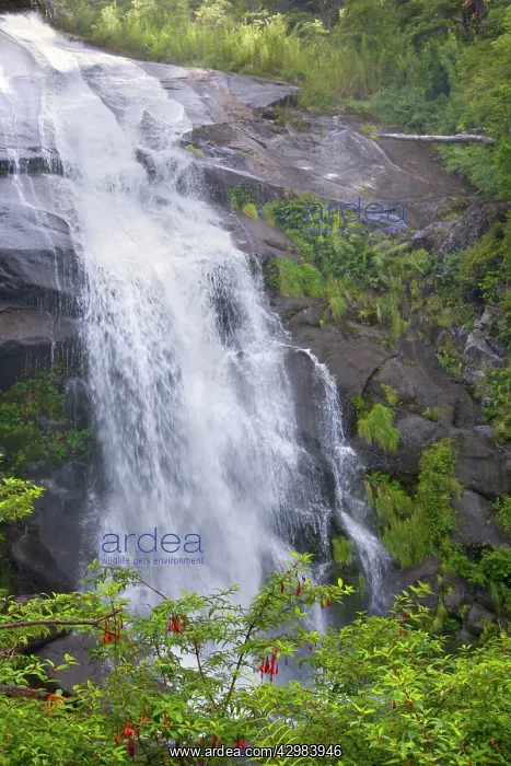 : Waterfall - and flowering Hardy Fuchsia in Valdivian : Waterfall - and flowering Hardy Fuchsia in Valdivian