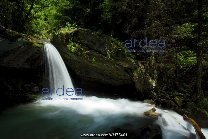 : Waterfall in forest, Blatten, Valais : Waterfall in forest, Blatten, Valais
