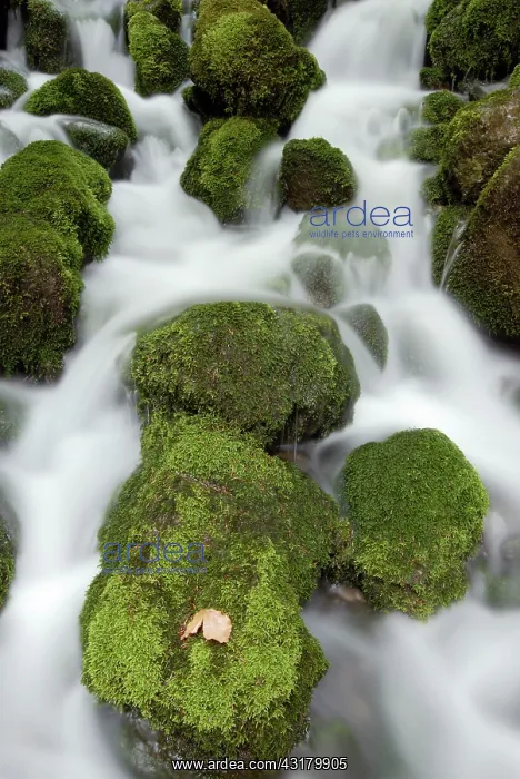 : Waterfall in forest with leave on rock : Waterfall in forest with leave on rock