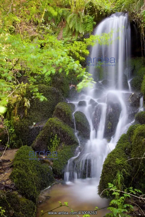 : Waterfall in forest sourced from Arnoia River Allariz : Waterfall in forest sourced from Arnoia River Allariz