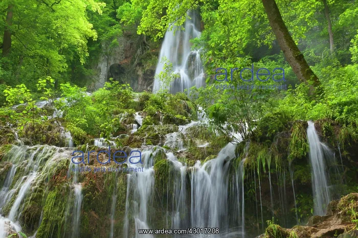 : Waterfall in forest surrounded by dense : Waterfall in forest surrounded by dense