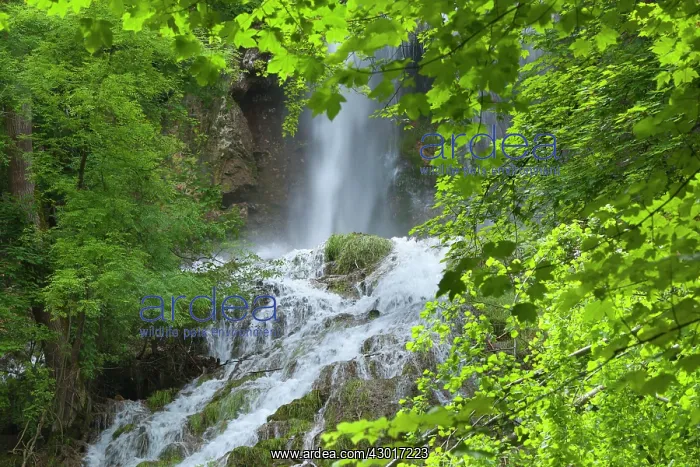 : Waterfall in forest surrounded by dense : Waterfall in forest surrounded by dense