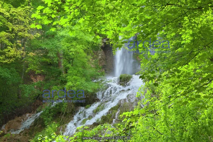 : Waterfall in forest surrounded by dense : Waterfall in forest surrounded by dense