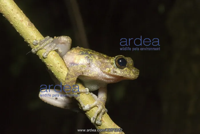 : Waterfall frog : Waterfall frog