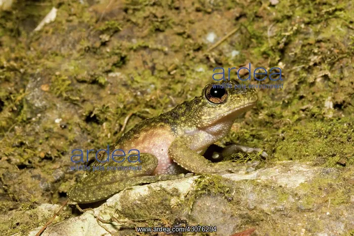 : Waterfall frog : Waterfall frog