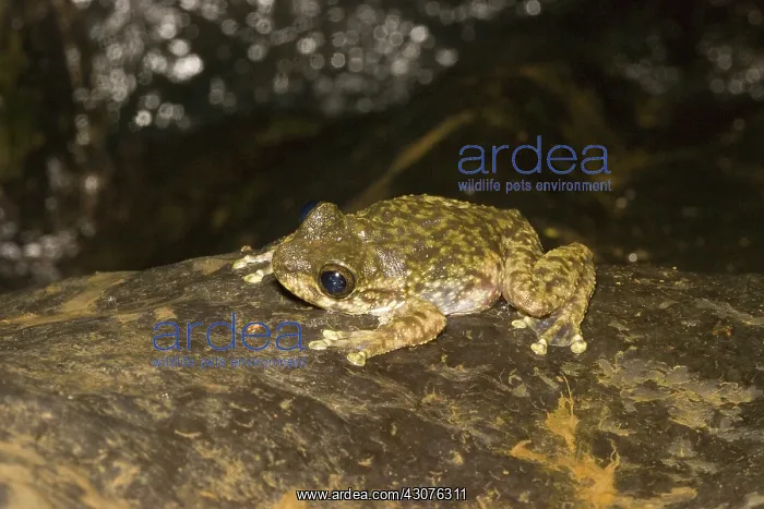 : Waterfall frog : Waterfall frog