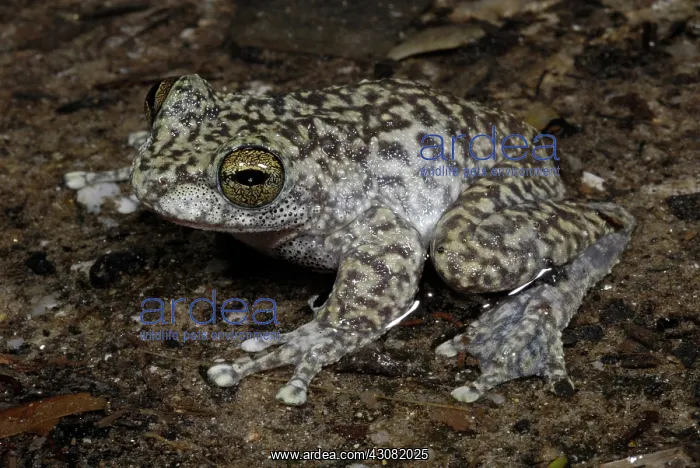 : Waterfall Frog : Waterfall Frog