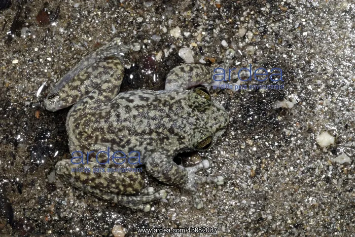 : Waterfall Frog : Waterfall Frog