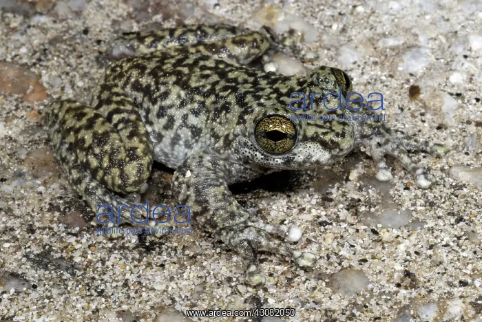 : Waterfall Frog : Waterfall Frog