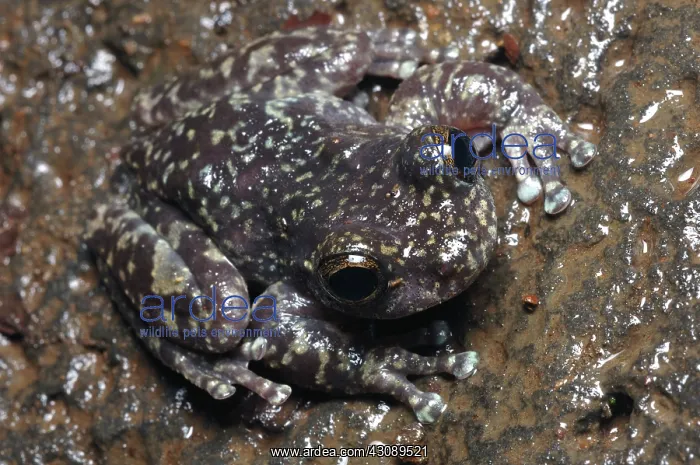: Waterfall Frog (Litoria nannotis) : Waterfall Frog (Litoria nannotis)
