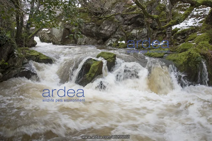 : Waterfall. Gilfach nature reserve, Mid Wales, River : Waterfall. Gilfach nature reserve, Mid Wales, River