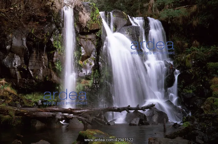 : Waterfall on a highland stream near Cradle Mountain-Lake : Waterfall on a highland stream near Cradle Mountain-Lake